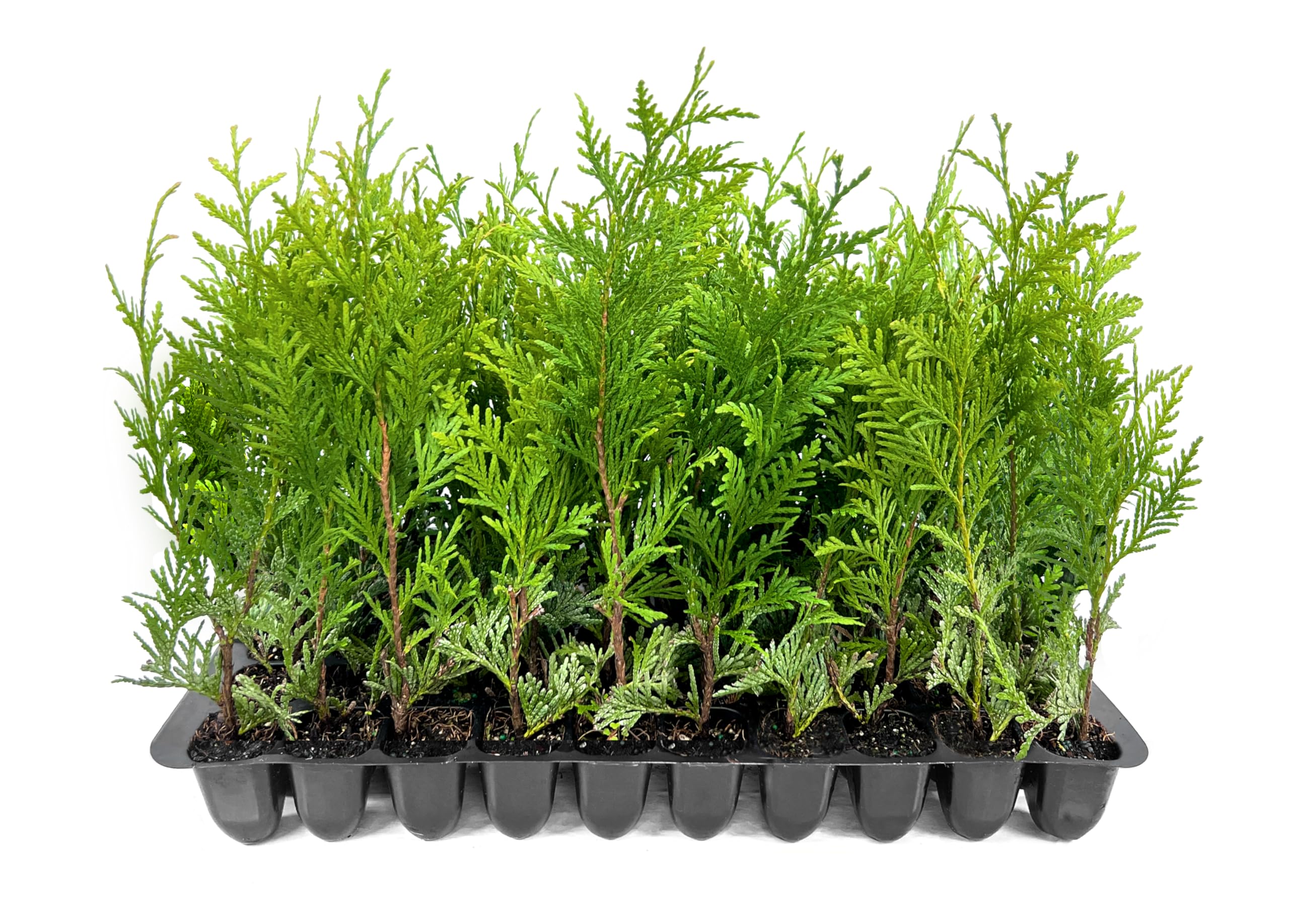 Amazon.com : Thuja Green Giant | 40 Live Plants | Thuja standishii